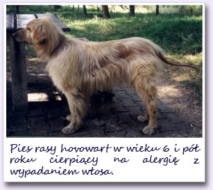Pies źle odżywiany.